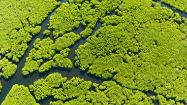 Mangrove ormanının ve nehrin havadan görünüşü.