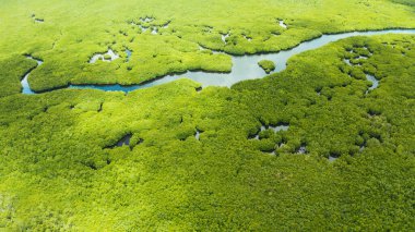Mangrove ormanının ve nehrin havadan görünüşü.
