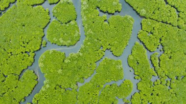Mangrove ormanının ve nehrin havadan görünüşü.