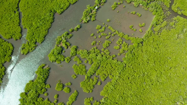 Veduta aerea della foresta di mangrovie e del fiume. — Foto Stock