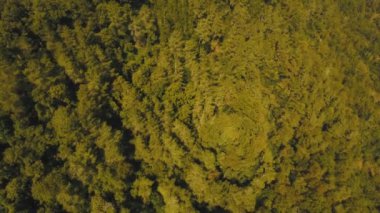 Dağ ormanlarının manzarası. Bali