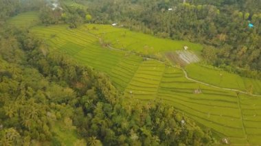 Teras pirinç tarlaları, Bali, Endonezya.