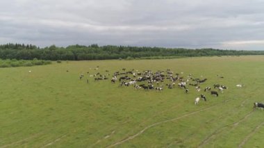 İnekler otlakta otlar.