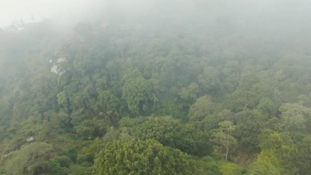 Forêt tropicale nuageuse, Bali, Indonésie. — Video