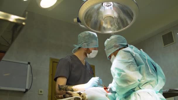 Operación quirúrgica de un perro en una clínica veterinaria — Vídeos de Stock