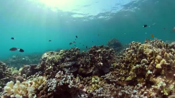 Arrecife de coral y peces tropicales — Vídeo de stock