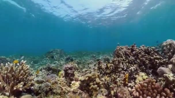 Arrecife de coral y peces tropicales — Vídeo de stock