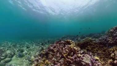 Mercan resifi ve tropikal balıklar