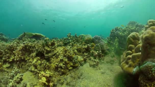 Arrecife de coral y peces tropicales — Vídeo de stock