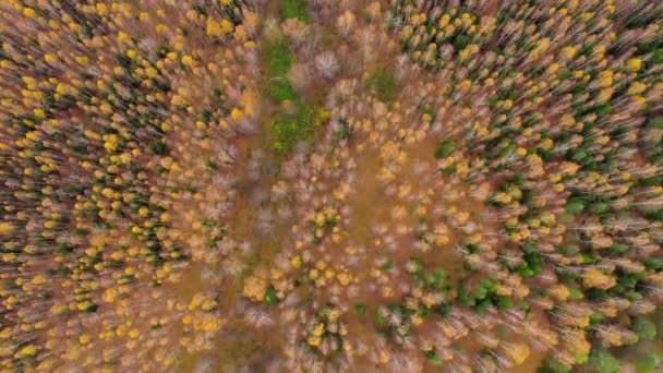 Vuelo sobre el bosque de otoño. Temporada de otoño . — Vídeos de Stock