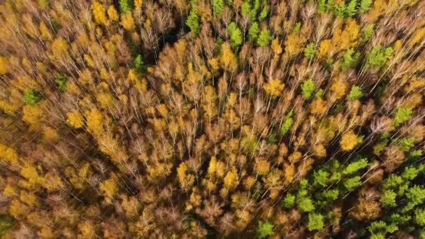 Barevné podzimní barvy v lesní podobě nahoře, zachycené dronem. — Stock video