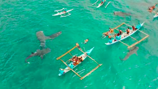 Oslob Whale Shark Watching nelle Filippine, Isola di Cebu. — Video Stock