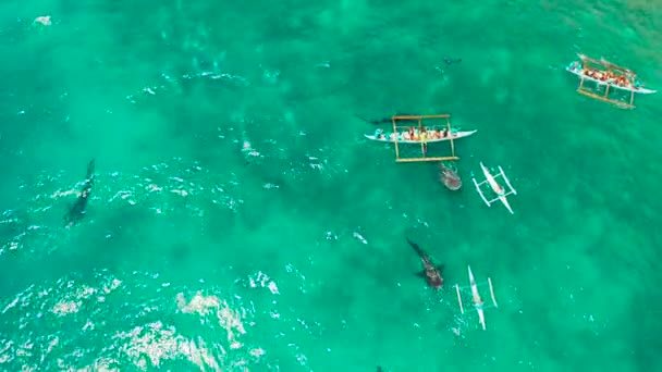 Rekin wielorybi Oslob oglądający na Filipinach, wyspa Cebu. — Wideo stockowe