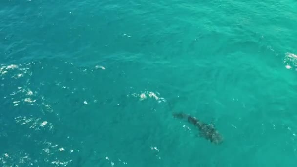 Walvishaai in het heldere blauwe water. Filippijnen, Cebu — Stockvideo