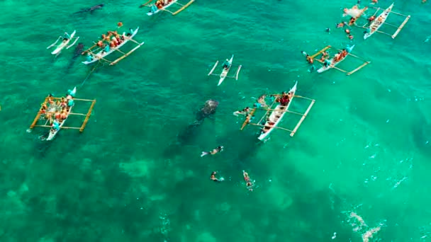 체부 섬 의 필리핀 에서 백상어를 관찰하는 오 슬립 고래. — 비디오