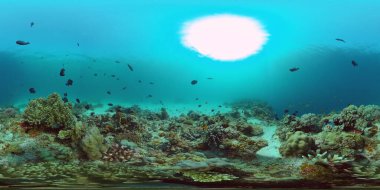 Suyun altındaki balıklı mercan resifi 360VR. Panglao, Filipinler
