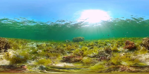 Korallrev och tropisk fisk under vatten 360VR. Panglao, Filippinerna. — Stockfoto