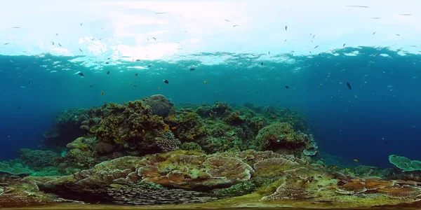 Koraalrif en tropische vissen onder water 360VR. Panglao, Filipijnen. — Stockfoto