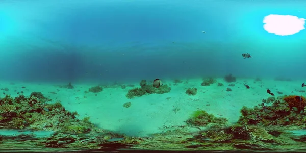 De onderwaterwereld van een koraalrif 360VR. — Stockfoto
