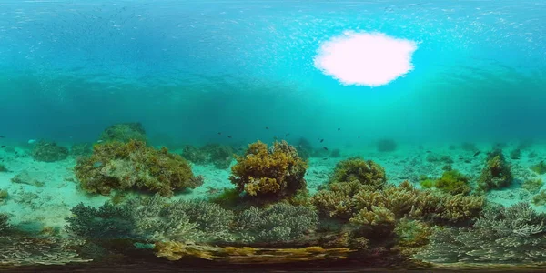 Recifes de corais e peixes tropicais 360VR. Panglao, Filipinas — Fotografia de Stock