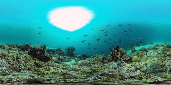 Korallzátony és trópusi halak 360VR. Panglao, Fülöp-szigetek — Stock Fotó
