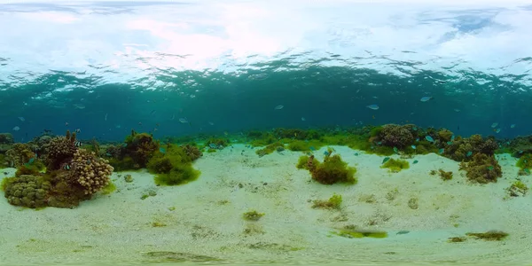 珊瑚礁和热带鱼类360VR 。Panglao，菲律宾 — 图库照片