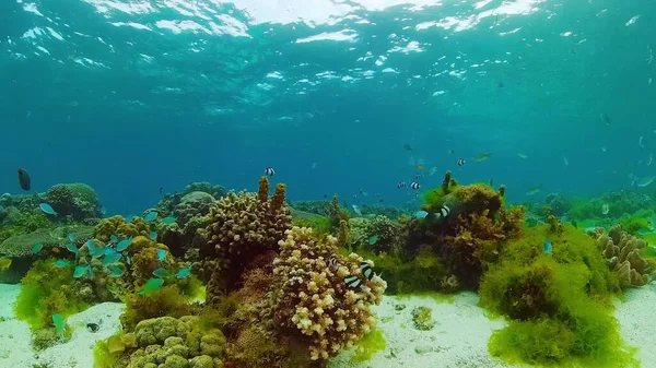 Recifes de coral e peixes tropicais. Bohol, Filipinas. — Fotografia de Stock