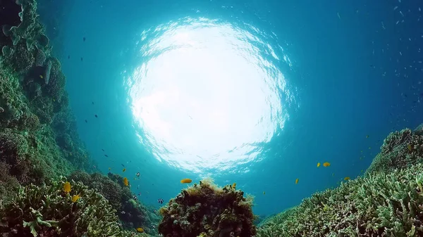 Recifes de coral e peixes tropicais. Panglao, Filipinas. — Fotografia de Stock