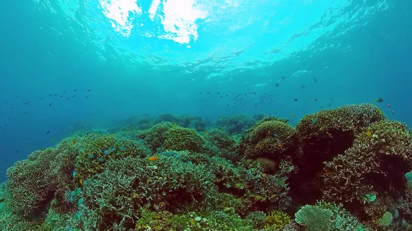 Die Unterwasserwelt eines Korallenriffs. Panglao, Philippinen. — Stockfoto