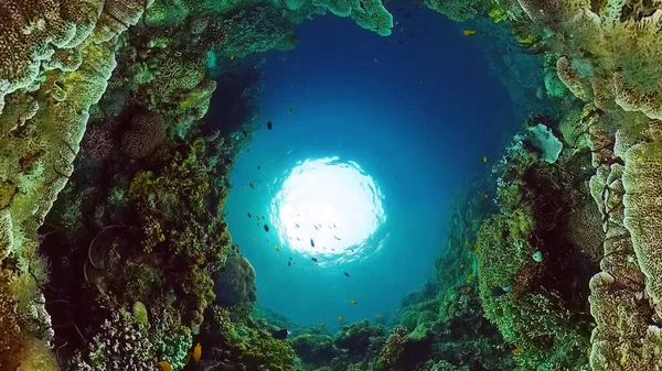 Récif corallien et poissons tropicaux sous-marins. Bohol, Panglao, Philippines. — Photo