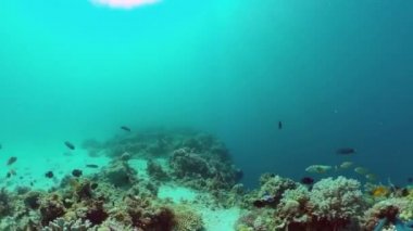 Mercan resiflerinin sualtı dünyası. Panglao, Filipinler.