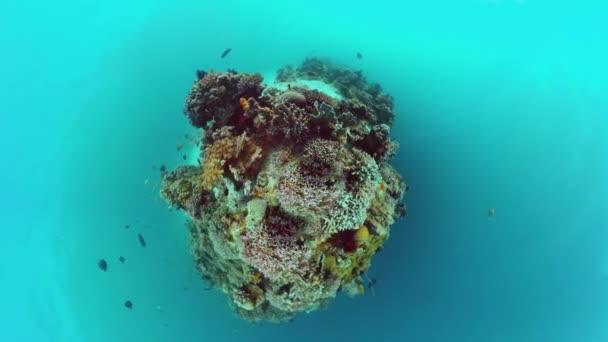 Barriera corallina e pesci tropicali sott'acqua. Bohol, Panglao, Filippine. — Video Stock