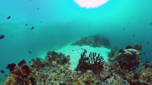 El mundo submarino de un arrecife de coral. Panglao, Filipinas. — Vídeo de stock