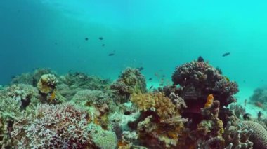 Mercan kayalıkları ve tropikal balıklar. Panglao, Filipinler.