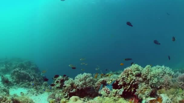 Recifes de coral e peixes tropicais. Bohol, Filipinas. — Vídeo de Stock