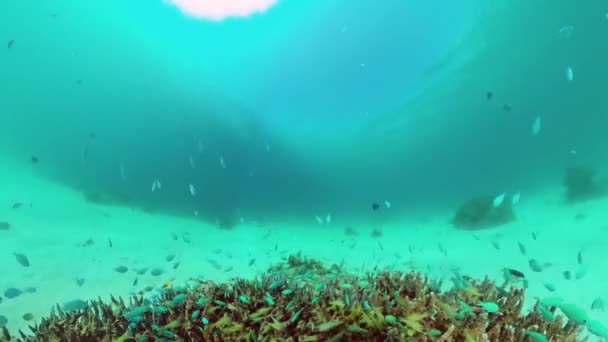 Arrecife de coral con peces bajo el agua. Bohol, Filipinas. — Vídeos de Stock