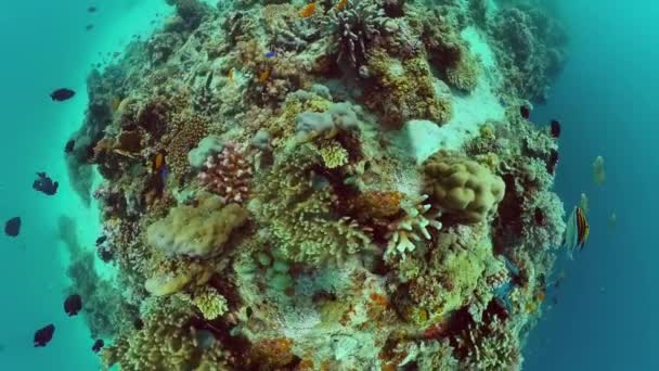 Mercan kayalıkları ve tropikal balıklar. Panglao, Filipinler. — Stok video