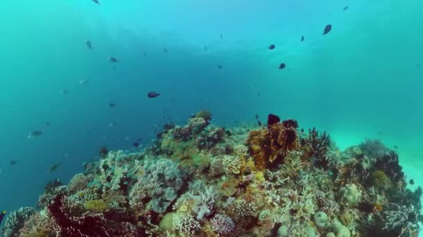 Récif corallien et poissons tropicaux. Bohol, Philippines. — Video