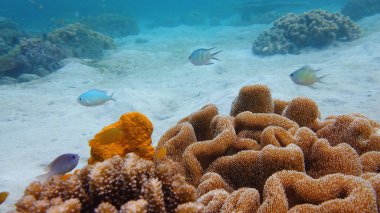 Suyun altında balıklı mercan kayalıkları. Leyte, Filipinler.