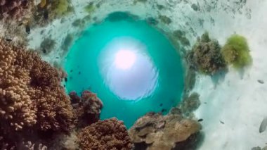 Mercan kayalıkları ve tropikal balıklar. Bohol, Filipinler.