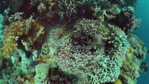 Récif corallien avec poissons sous-marins. Bohol, Philippines. — Video