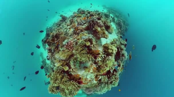 Il mondo sottomarino di una barriera corallina. Panglao, Filippine. — Video Stock