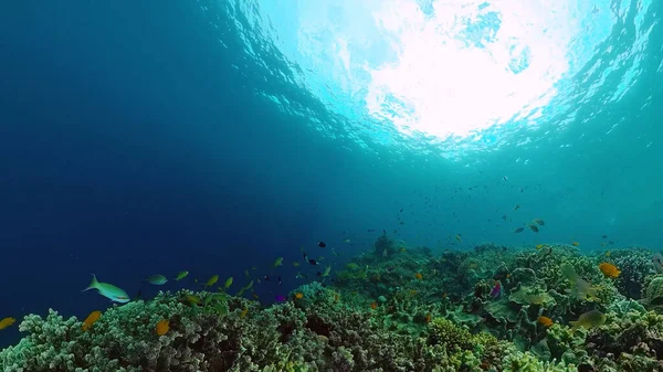 Коралловый риф и тропическая рыба. Феодосия, Филиппины. — стоковое фото