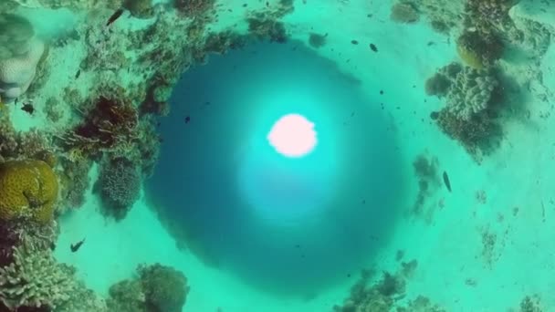 Die Unterwasserwelt eines Korallenriffs. Panglao, Philippinen. — Stockvideo