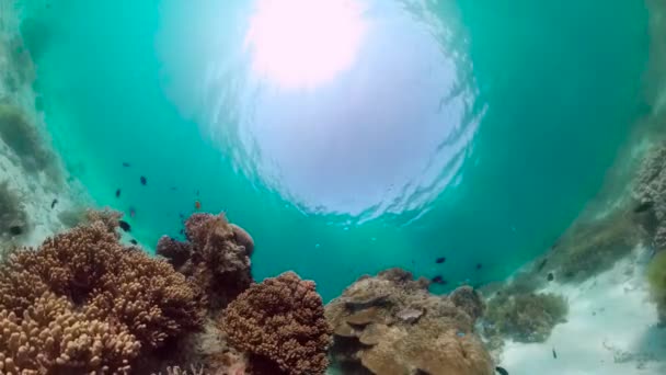 Koraalrif en tropische vissen. Panglao, Filipijnen. — Stockvideo