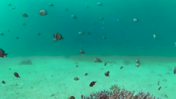 Mercan kayalıkları ve tropikal balıklar. Panglao, Filipinler. — Stok video