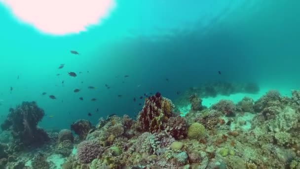 Recifes de coral e peixes tropicais. Bohol, Filipinas. — Vídeo de Stock