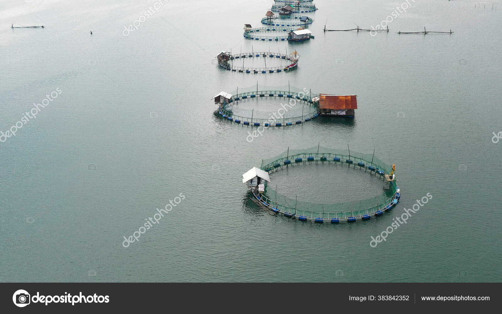 Fish farm with cages for fish and shrimp in the Philippines, Luzon. Aerial  view of fish ponds for bangus, milkfish. Stock Photo by ©Alexpunker  383842352