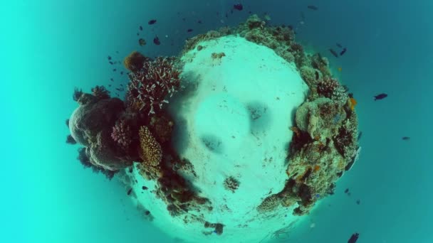 Korallrev med fisk under vatten. Bohol, Filippinerna. — Stockvideo