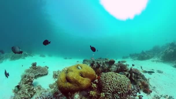 O mundo subaquático de um recife de coral. Panglao, Filipinas. — Vídeo de Stock